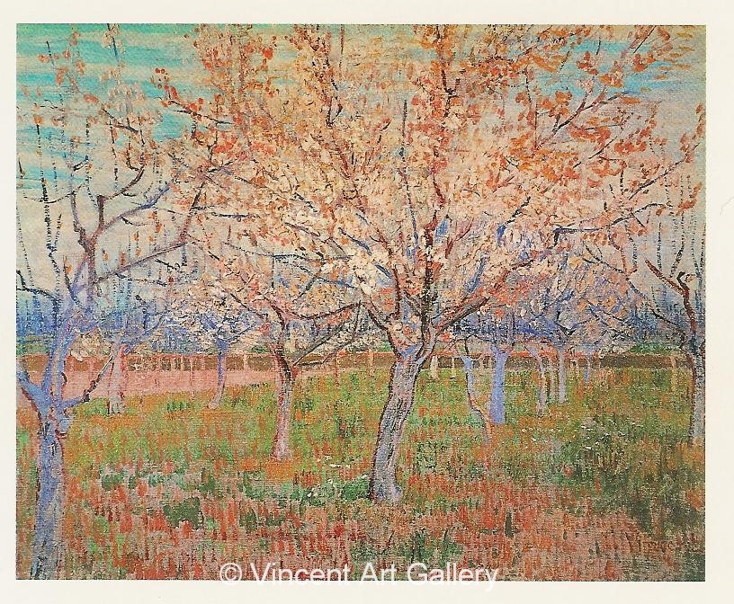 JH1380, Orchard with Blossoming Apricot Trees